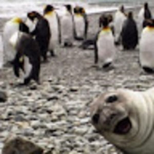 Meet your Posher, Kaz